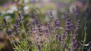 Udplantning og pasning af lavendel - Plantorama guide