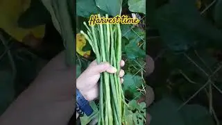 plant more , harvest in the future... #youtubeshorts