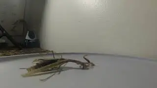 Praying Mantis Molting Time Lapse
