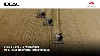 Работа 3х комбайнов MF IDEAL в хозяйстве &laquo;Горскинское&raquo;
