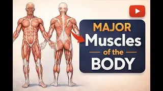 The Major Muscles of the Human Body | Front & Back Explained