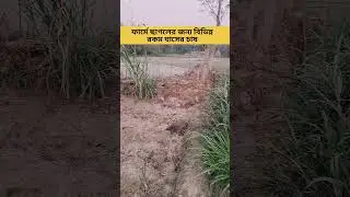 Best Grass for Goat #dakuagoatfarm #youtubeshorts #shortsvideo #viralshort