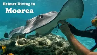 Take a Walk Under the Sea in Moorea, French Polynesia