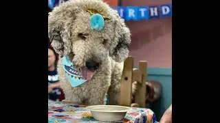 Pupcups Caf&eacute;