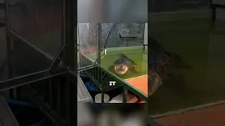 She Jumped inside an Alligator enclosure😨