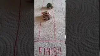 Hermit Crab Race