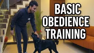 🐕LABRADOR🐕 obedience training program #youtubeshort #puppytraining #dogtraining #labrador #lover