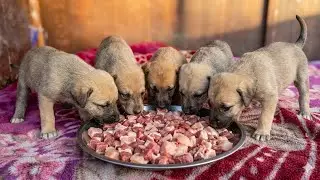 Abandoned Puppies Rescue 🛟 | Feeding Rescue Motherless Puppies 🍼💔