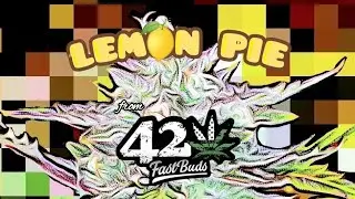 indoor mini grow tent. lemon pie autoflower