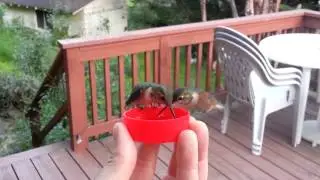 Hand-Feeding Hummingbirds