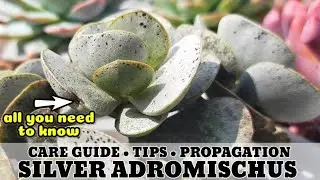 130 SILVER ADROMISCHUS SILVER COIN SUCCULENT CARE GUIDE || Succulent Care Tips 다육식물 多肉植物 Suculentas