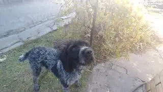 Арчи ест виноград