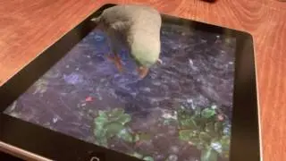 Parrotlet Plays iPad (Pocket Pond HD)