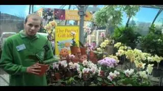 Sheridan Nurseries Video - Orchid Tip