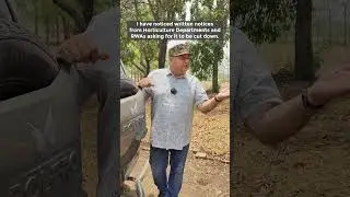 Alstonia Tree