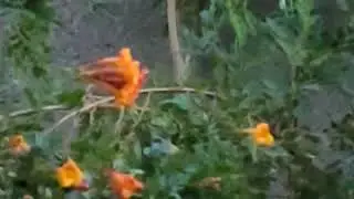 hummingbird and orange jubilee
