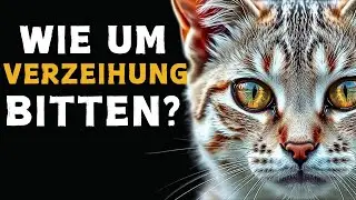 WIE MAN SICH BEI SEINER KATZE ENTSCHULDIGT 🔥