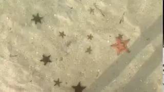 Caribbean Thriller - Starfish escape. Jamaica. Apr 2017