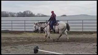 8yr. Grey QH gelding 