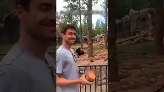 Никогда не дразните медведя 😨