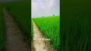 Pr 114 52 days #pr114 #farming #pr131 #farmer #jattlife #bonarog