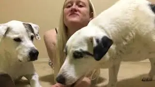 Introducing SPECTER DOGS!