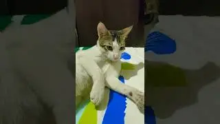 Too Cute to Handle 😺 | Fresh & Clean Cat|#cutecat #cleancat #cutecats