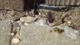 black widow & yellowjacket. viuda negra