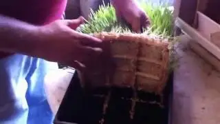 How to build a successful fodder system on a budget