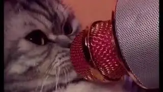 Cats meet with microphone 😊