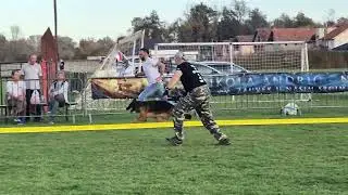 BONO BOGATIC 02.11.2025 - HAPPY SPEED AGILITY  Kkl - Working class longhair females V1 (7xV1  7xSG1)