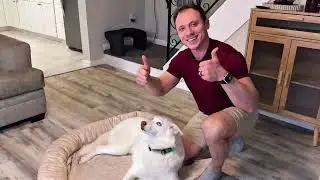 Does the Pelsbarn Cooling Bed Actually Work? Full Review + Demo