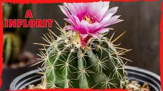 🌵 Au inflorit Cactușii! 🌵 (Dar dureaza asa puțin ! )