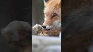 綺麗にお掃除☺️ #foxs #dog #foxlovers #animals #fox #animal #wildlife #nature