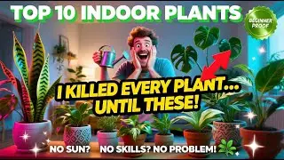 10 Easy Indoor Plants That THRIVE at Home Even If You&rsquo;re a Beginner! Perfect for Apartments