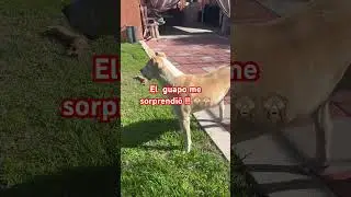 Cada vez me sorprende m&aacute;s el guapo! #videosyoutube #cachorrosdivertidos #funnyvideo