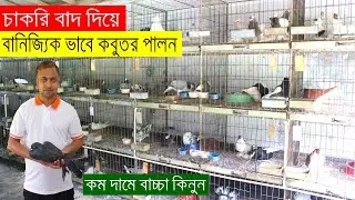 চাকরি বাদ দিয়ে বানিজ্যিক ভাবে কবুতর পালনে করে সফল বনপাড়া নাটোরের রাশেদুল ভাই | কবুতর পালন পদ্ধতি |