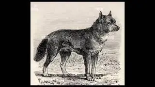 AUSTRALIAN WILD LIFE| THE DINGO HISTORY . #australiawildlife #dingo
