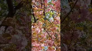 Enchanting Cherry Blossoms: Nature's Fleeting Beauty 🌸 | Spring Blooms & Short-Lived Wonders