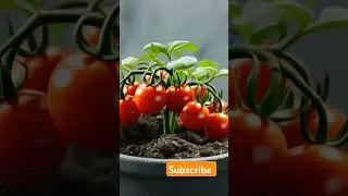 How AI Sees Plant Growth 🌱🤖 | Time-Lapse Short #garden #gardening #tomata