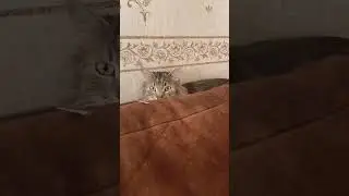 Чилл#cat #catshorts #кот #котики #смешно #юмор#коты#маклауд #catcats #catlover #плюшка