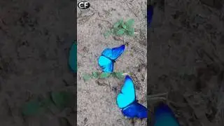 A Morpho rhetenor butterfly #science