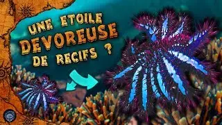 Cette &eacute;toile de mer qui d&eacute;vore les r&eacute;cifs coralliens - #CURIOSEA