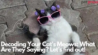 Decoding Your Cat's Meows: What Your Feline Is Really Saying!