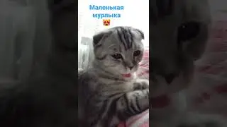 мурлыканье#любимая#баунти#bounty#cat#шотландскиекотята#милота#милашка#топ#love#best#class#art#tiktok