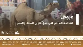 عروض فئة القعدان (حق لقي جذع) للوني الشعل والصفر ضمن مسابقات #مهرجان_الملك_عبدالعزيز_للإبل6