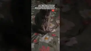 #shortsvideo #trending #viral #cat #cute #new#post#😜
