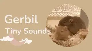 すなねずみの小さな鳴き声｜Tiny Gerbil Sounds