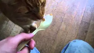 Cat Eating Peanut Butter