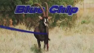 Blue Chip Exclusive Game Breeding